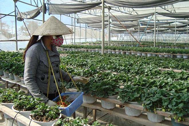 Dâu tây Pháp trồng trong nhà kính tại Đà Lạt.