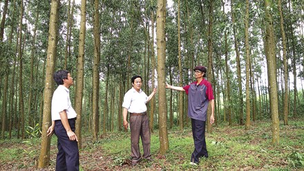 Image result for trồng rừng chóng xói mòn