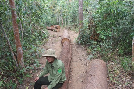 Vụ ai bảo kê gỗ lậu tại Tây Nguyên: Ai cướp 45 lóng gỗ?