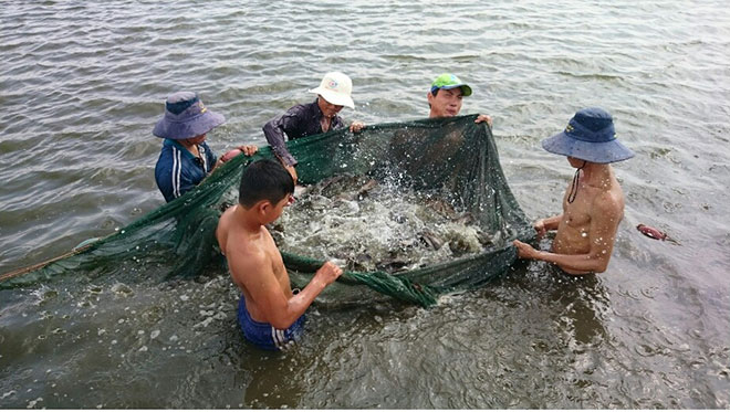Thu hoạch cá bống mú tại trang trại của anh Nghĩa.