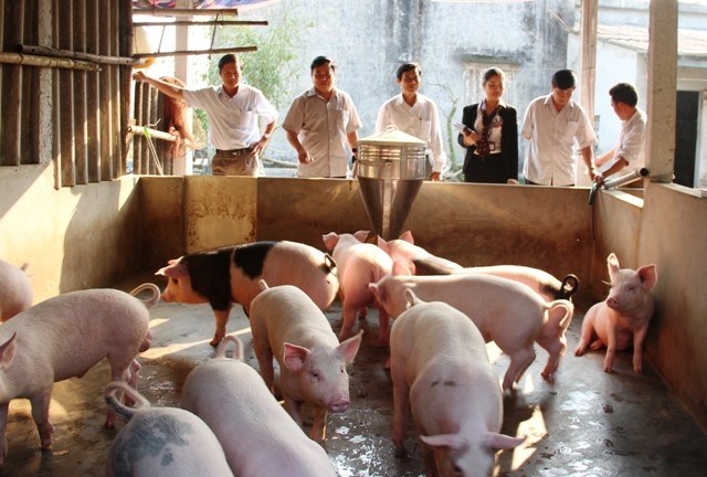 Đoàn kiểm tra mô hình chăn nuôi lợn tại xã Thạch Văn